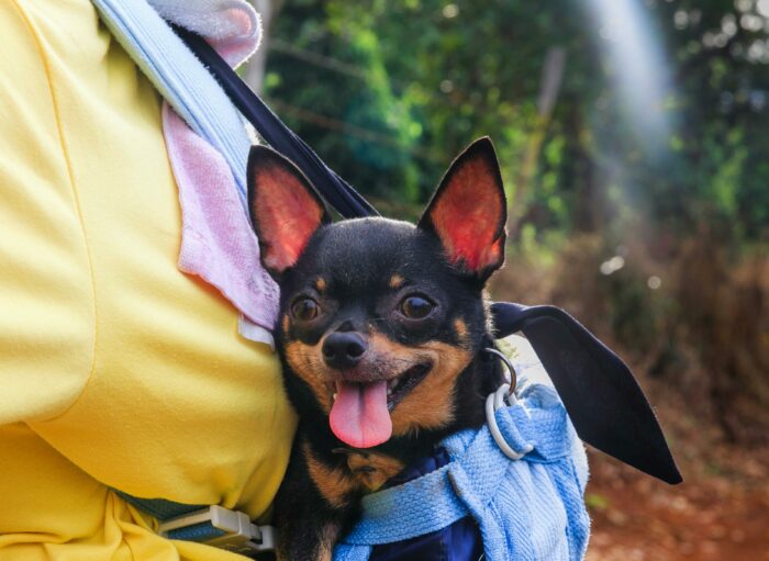 Chihuahua dog in a blue carrier, outdoors with greenery in the background.