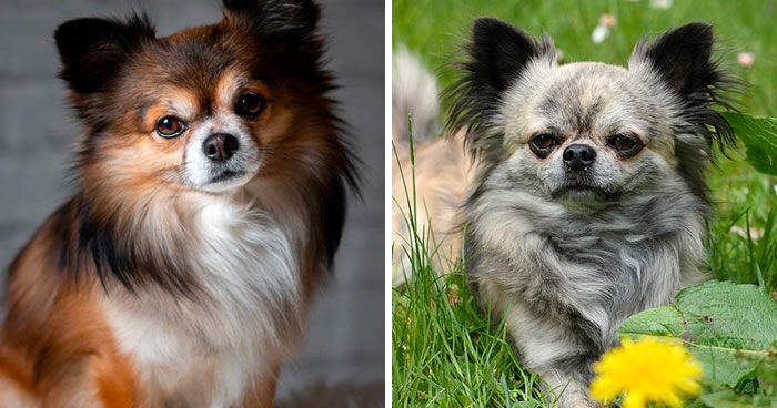 Chihuahua Dog Breed Information: Temperament, Health, and Care