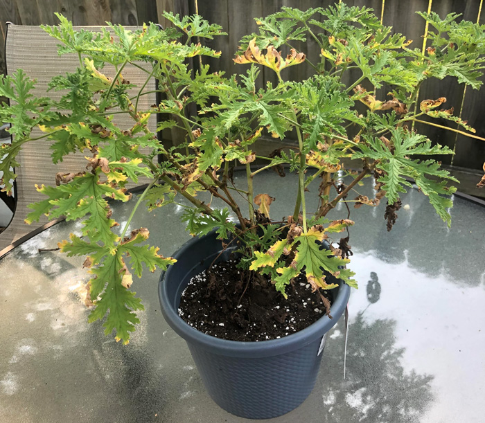 Citronella with dry leaves