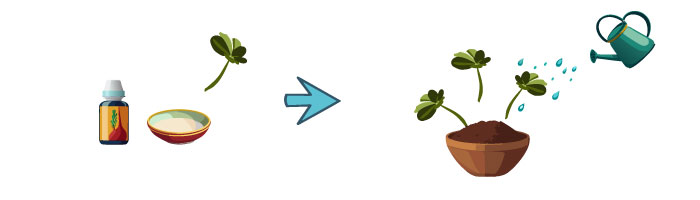 illustration of propagating citronella illustration of propagating citronella