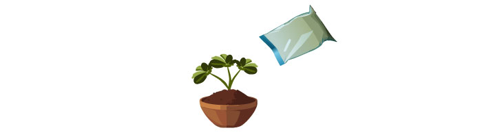 illustration of propagating citronella illustration of propagating citronella