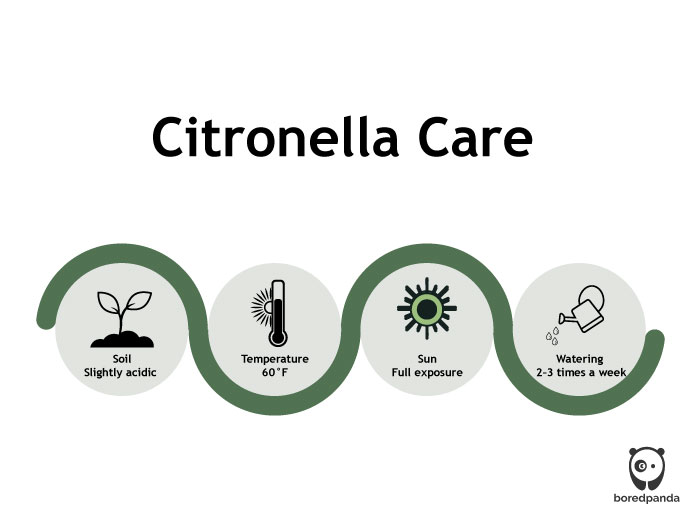 Citronella care illustration Citronella care illustration