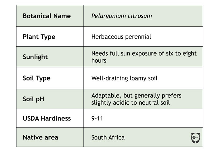 Table of citronella care Table of citronella care