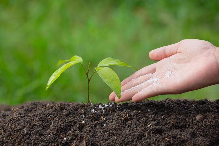 Close up view of fertilizing the plant