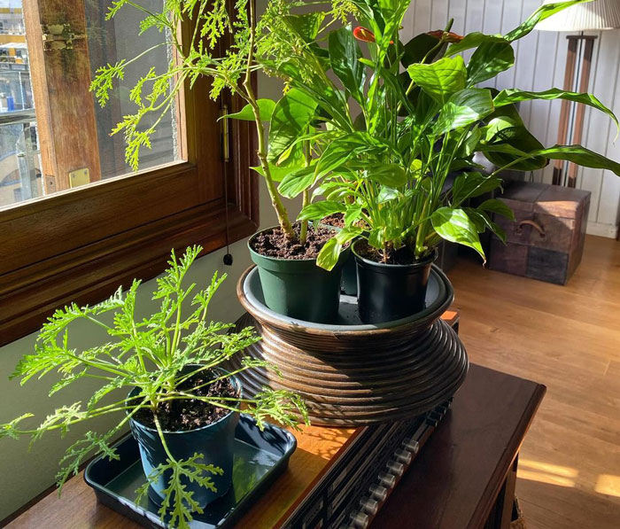 Citronella in the pot near the window