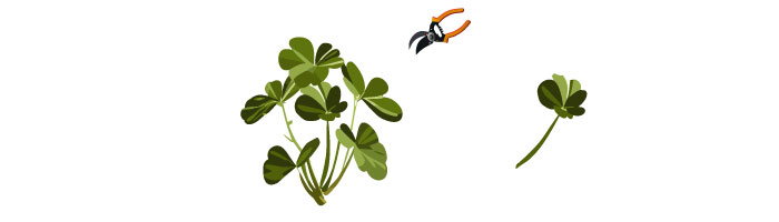 illustration of propagating citronella illustration of propagating citronella