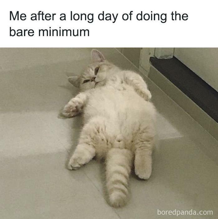 Hilarious-Funny-Animal-Memes