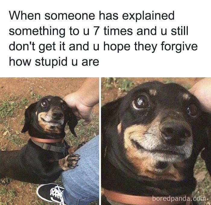 Hilarious-Funny-Animal-Memes