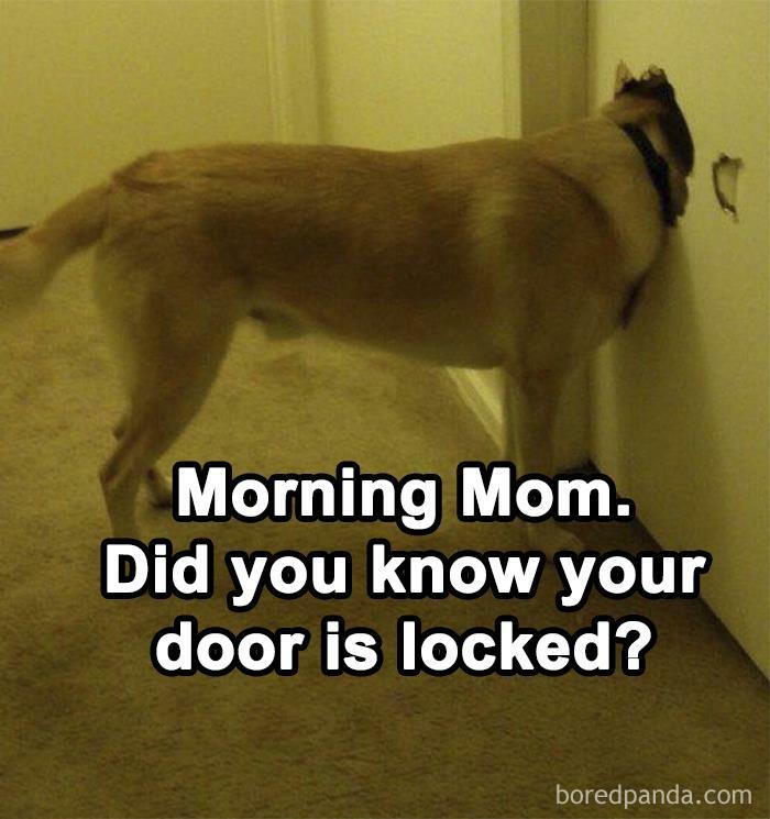 Hilarious-Funny-Animal-Memes