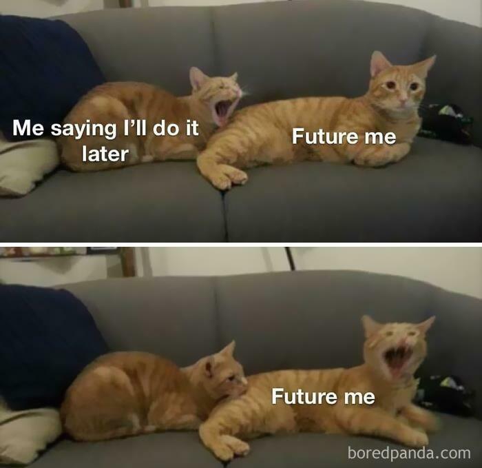 Hilarious-Funny-Animal-Memes