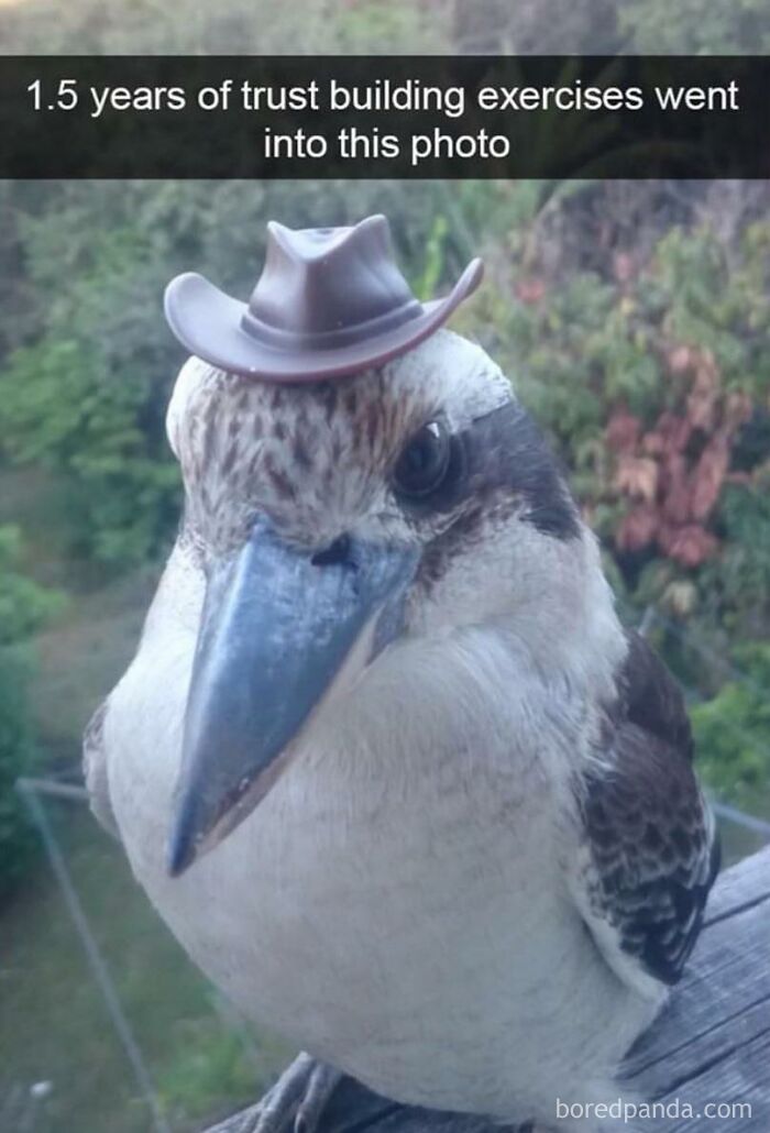 Hilarious-Funny-Animal-Memes