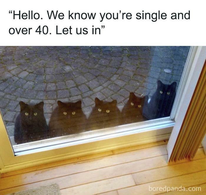 Hilarious-Funny-Animal-Memes