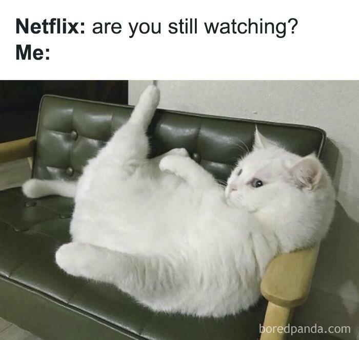 Hilarious-Funny-Animal-Memes