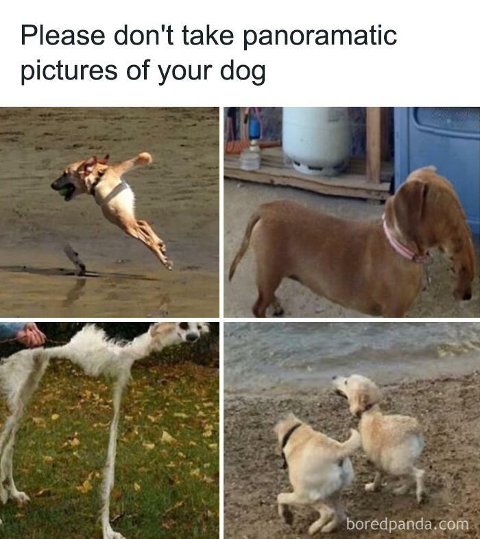 Hilarious-Funny-Animal-Memes