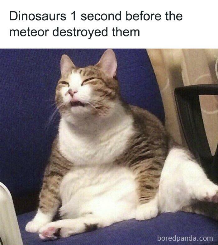 Hilarious-Funny-Animal-Memes