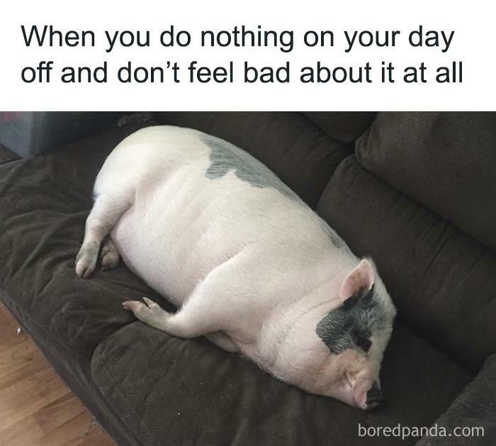 Hilarious-Funny-Animal-Memes