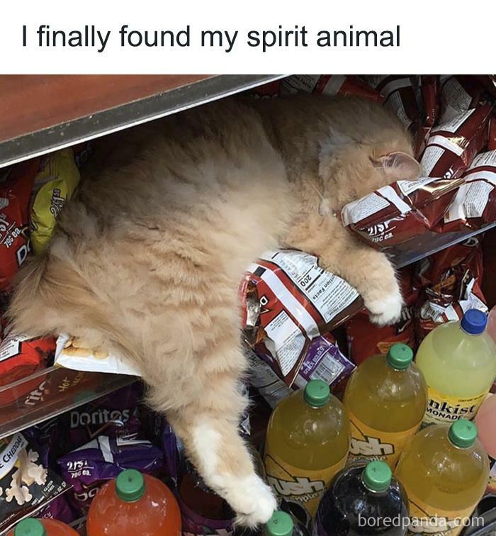 Hilarious-Funny-Animal-Memes