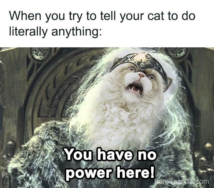 Hilarious-Funny-Animal-Memes