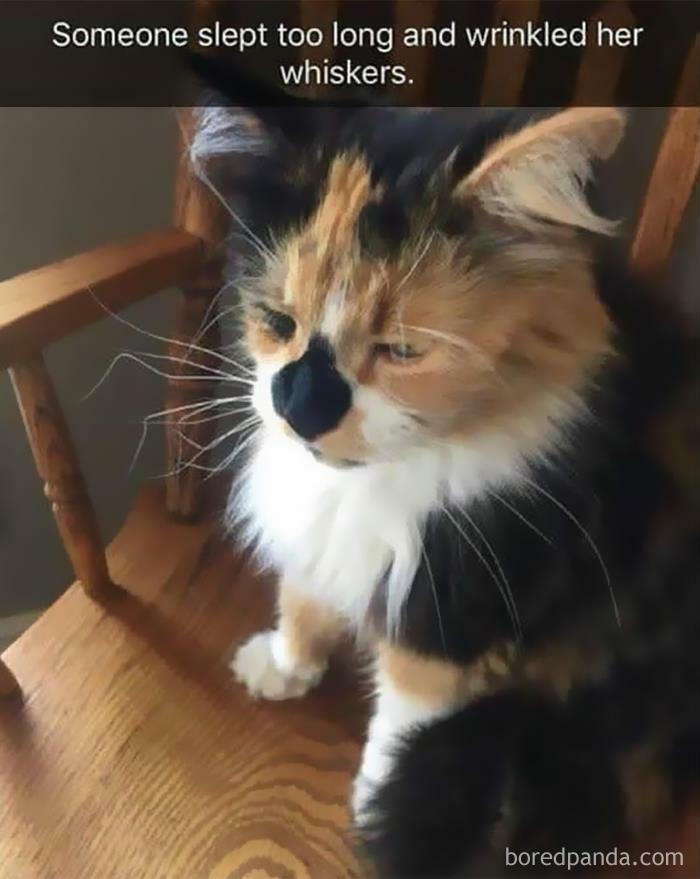 Hilarious-Funny-Animal-Memes