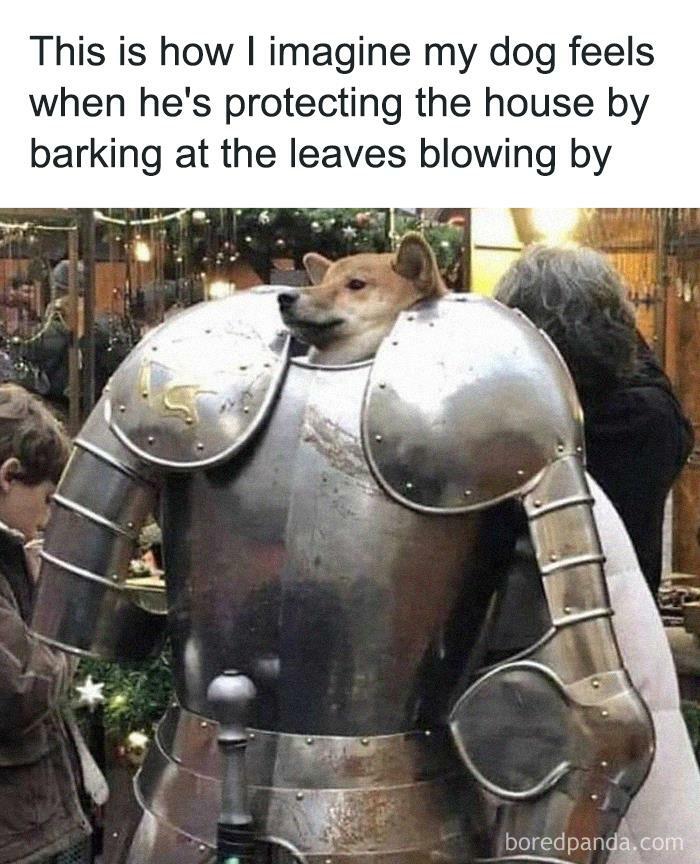 Hilarious-Funny-Animal-Memes