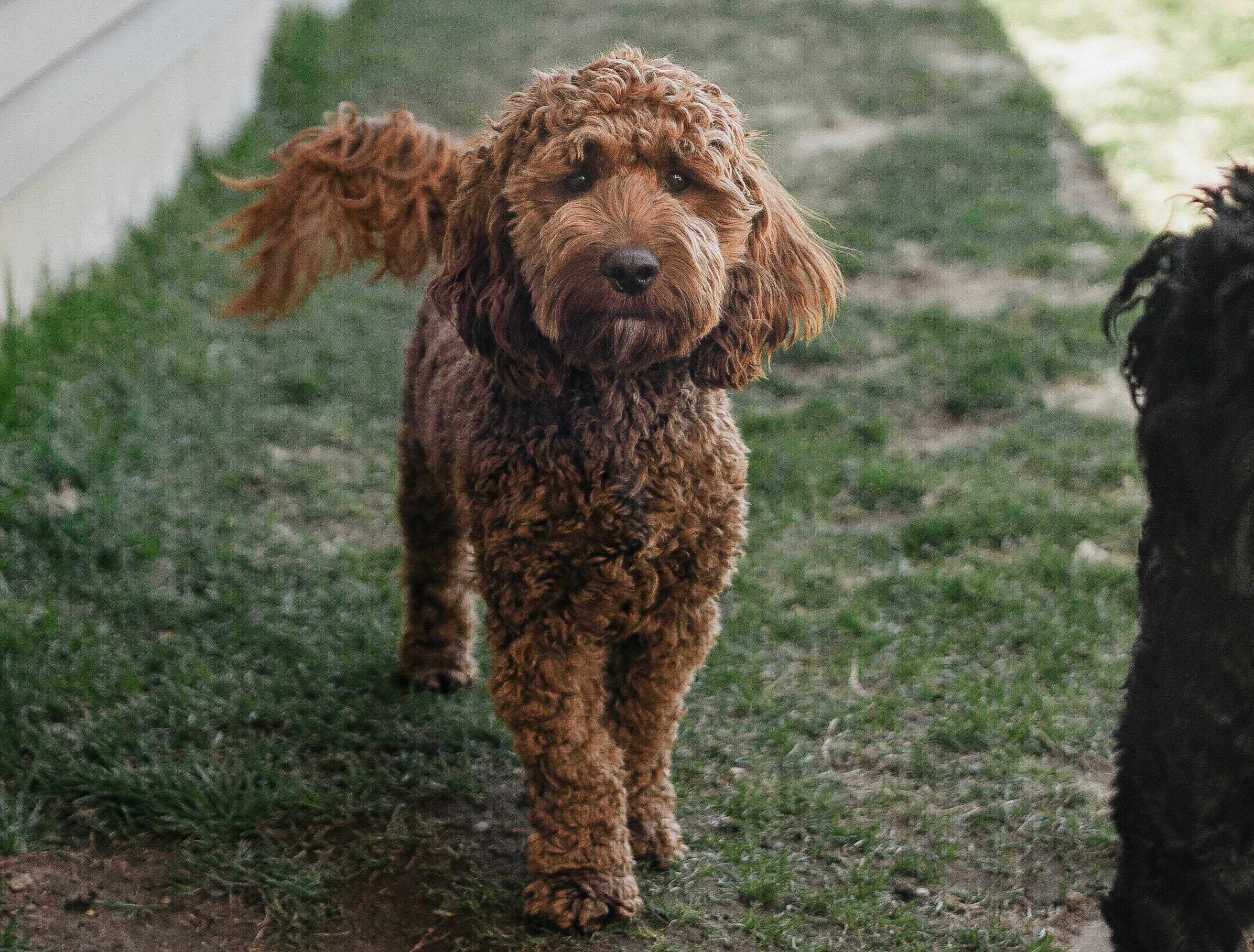 A Cockapoo with curly brown fur standing on grass, looking at the camera.