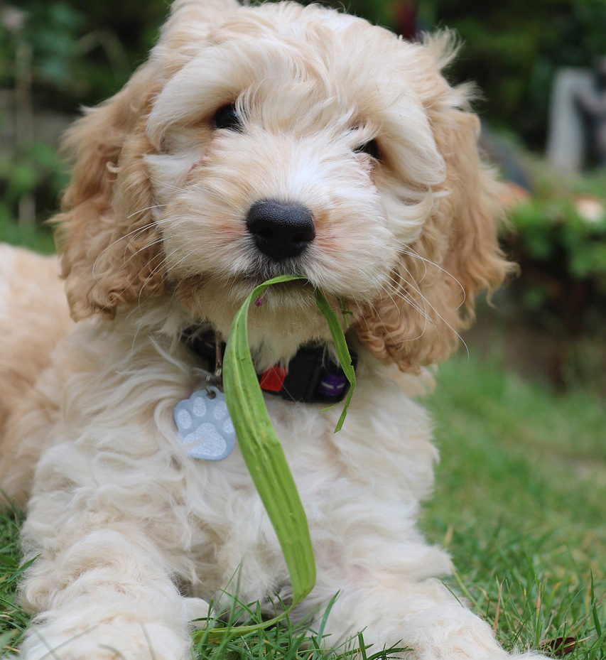 "Cockapoo puppy with curly fur lying on grass, holding a leaf in its mouth.