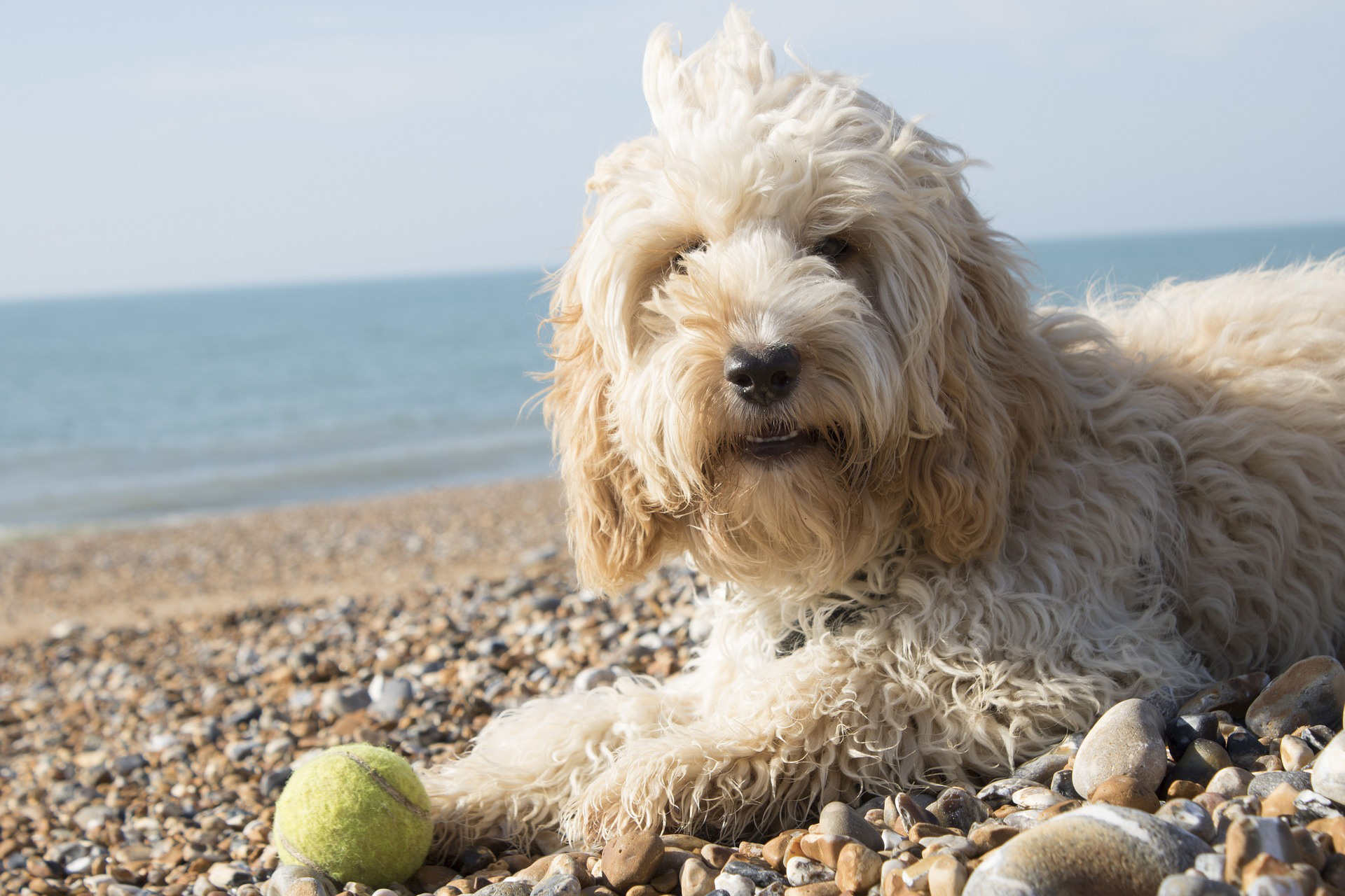 Cockapoo dog lying on a pebble beach with a tennis ball by its side.