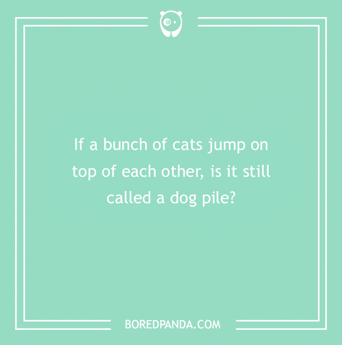Confusing question on a green background about cats piling up and if it is still called a dog pile, brain teaser concept.