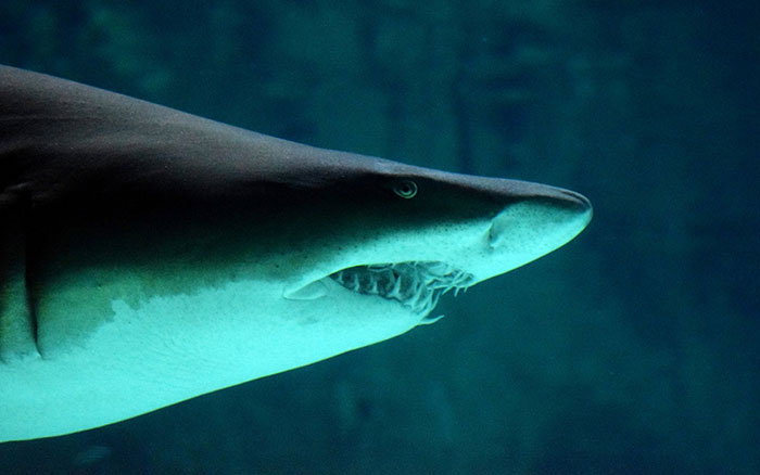 Someone Asked Folks To Share The Best Fact They’ve Ever Heard, Here Are The 35 Most Interesting