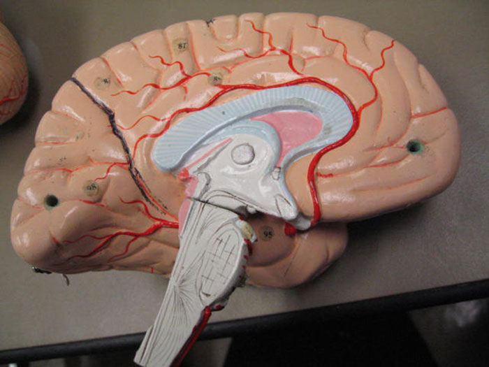 Someone Asked Folks To Share The Best Fact They’ve Ever Heard, Here Are The 35 Most Interesting