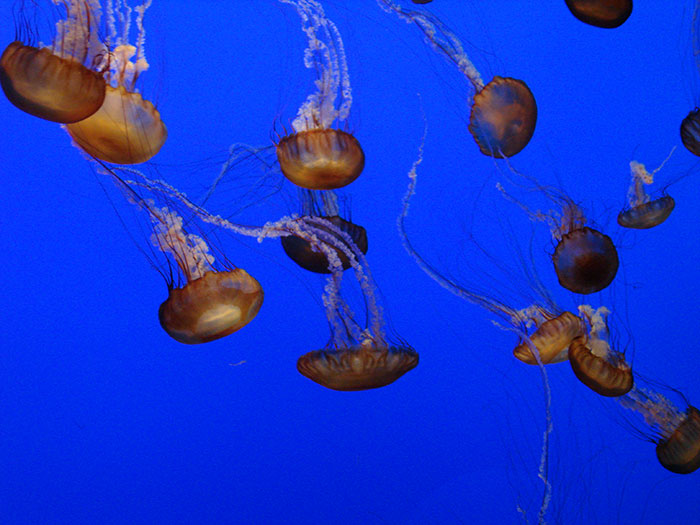 Someone Asked Folks To Share The Best Fact They’ve Ever Heard, Here Are The 35 Most Interesting