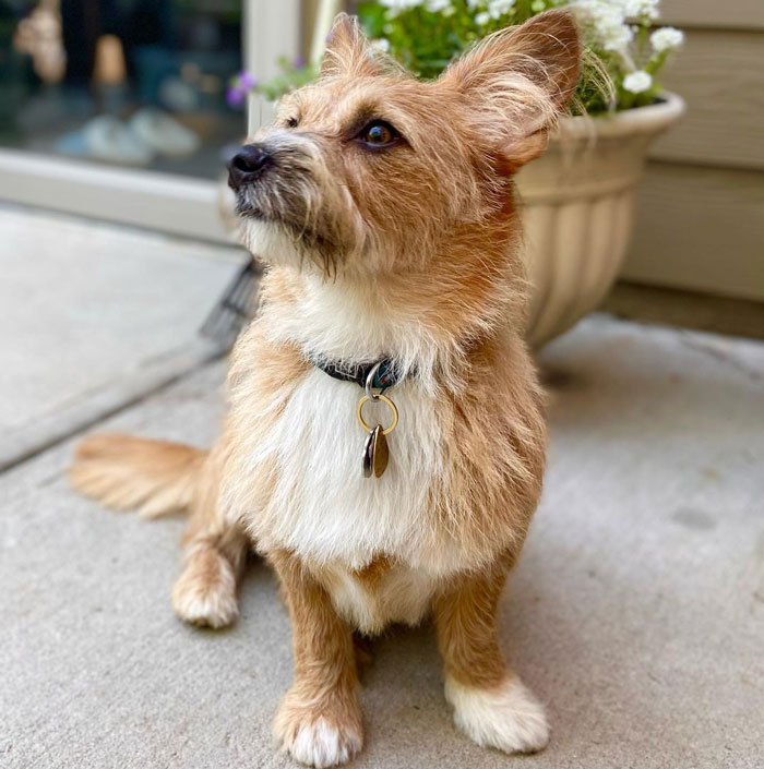 Cute Corgipoo dog with fluffy ears, sitting on a patio near a potted plant, looking upwards.