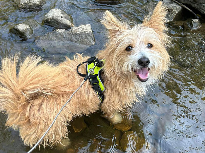 A fluffy Corgipoo standing happily in a shallow creek, wearing a harness.