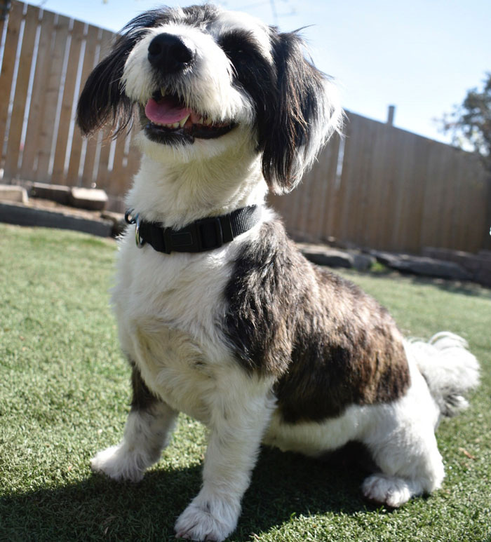 Corgipoo sitting on grass, wearing a black collar, with a happy expression in a sunny backyard.