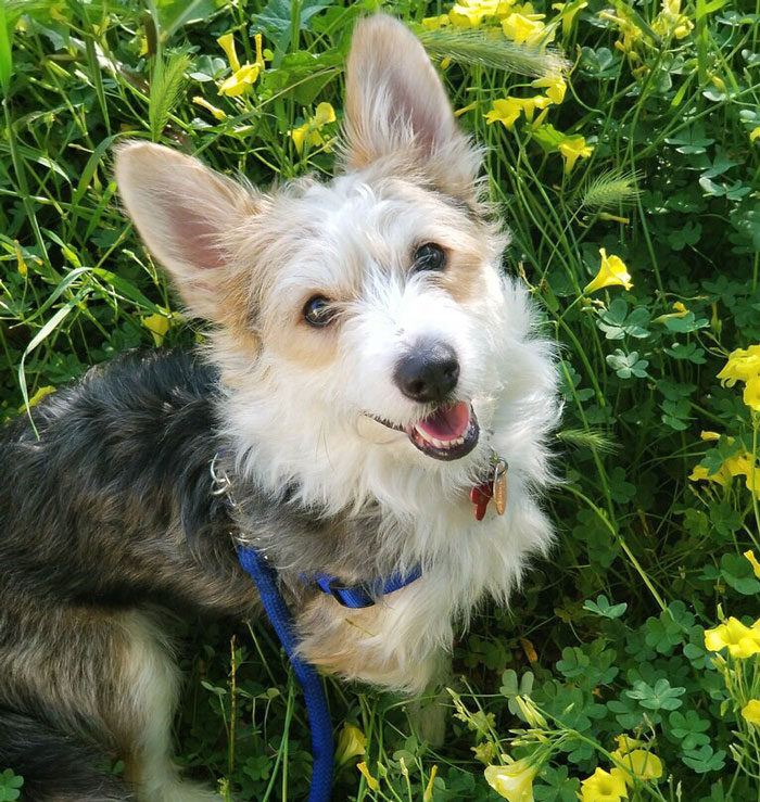Corgipoo dog with fluffy coat sitting among yellow flowers, looking up with a cheerful expression.
