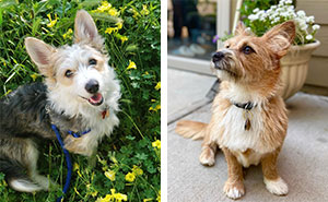 Corgipoo: Unveiling the Traits of this Unique Dog Breed