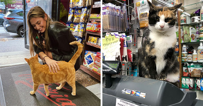 We Capture The Essence Of NYC Through Cute And Funny Photos Of Bodega Cats