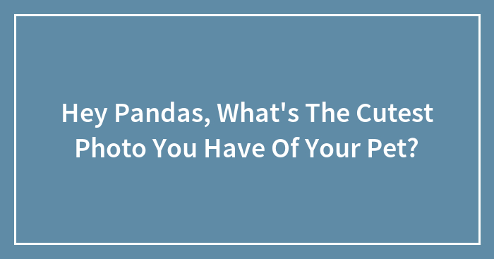 Hey Pandas, What’s The Cutest Photo You Have Of Your Pet?
