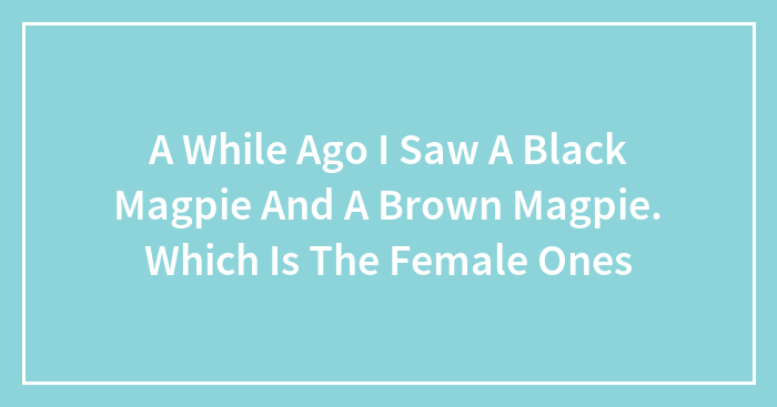 A While Ago I Saw A Black Magpie And A Brown Magpie. Which Is The Female Ones