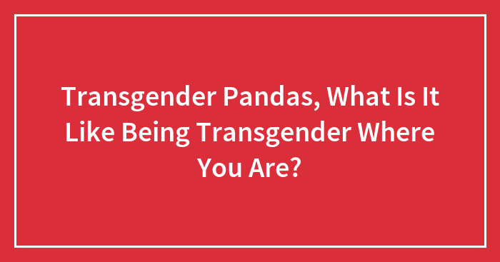 Transgender Pandas, What Is It Like Being Transgender Where You Are?