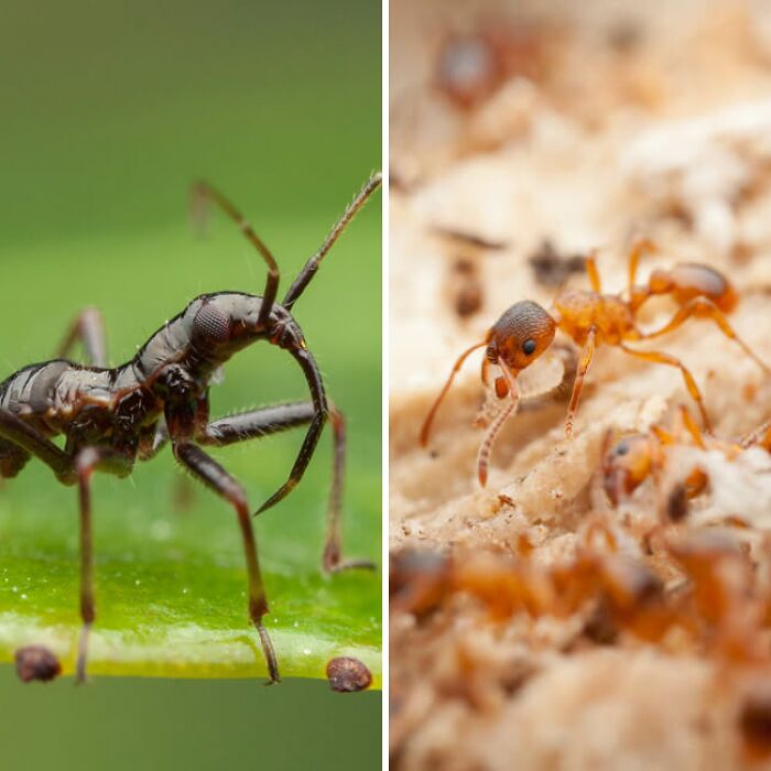 Christian Brokes’s Stunning Macro Photography With Godox V1