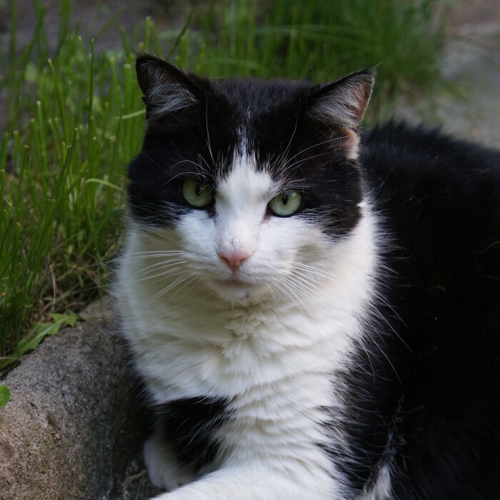 Hey Pandas, Post A Picture Of A Pet That Is No Longer With Us