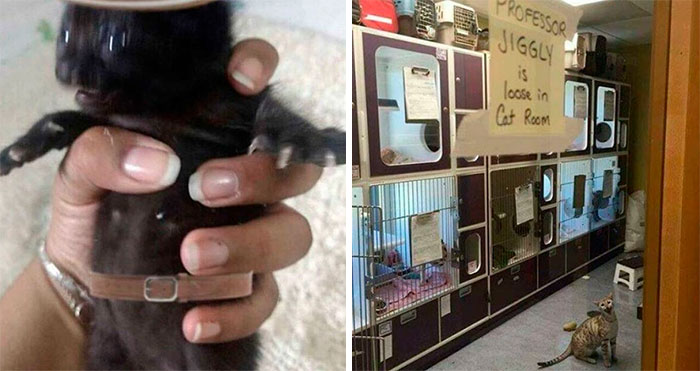 50 Images Of “Cursed” Cats Causing Mayhem Everywhere They Go