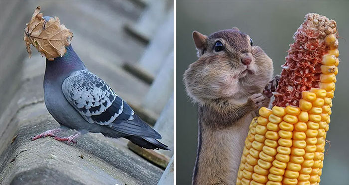 50 Of The Most Incredible Shots That Were Submitted To The Comedy Wildlife Photography Awards