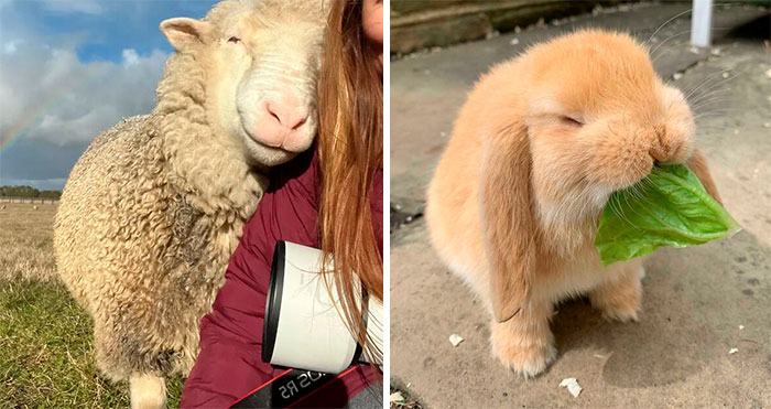 50 Adorable Animals That Might Brighten Up Your Day (New Pics)