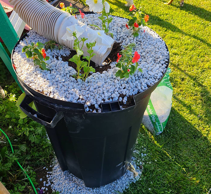 Black barrel filled with plants and rocks
