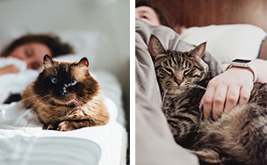 Do Cats Know When You Are Sick? Cats Special Gift