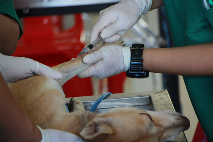 Veterinarian administering injection to a dog during neuter recovery, focusing on smooth recovery process.