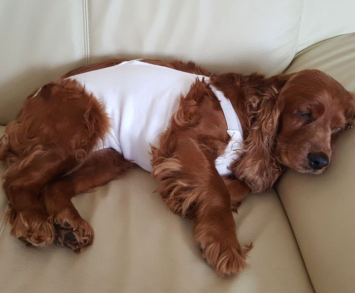 Brown dog resting on a couch, wearing a recovery suit after neuter surgery, illustrating spay recovery tips.