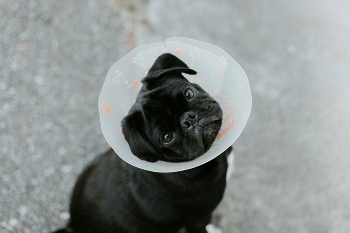 Black dog wearing a recovery cone after neutering, looking up with a curious expression.